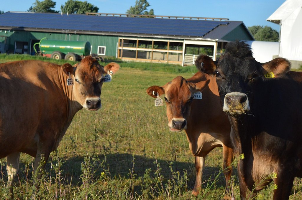 Dairy cows on a Midwest farm